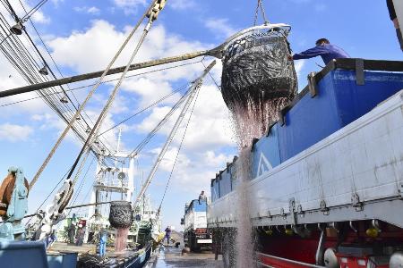 太平洋のサバ資源危機：漁獲枠7～８割減！！！