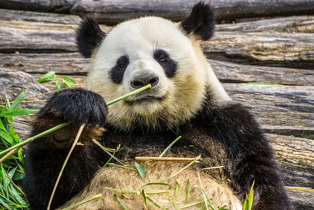 【速報】和歌山から中国に返還のパンダ[永眠」死ぬ